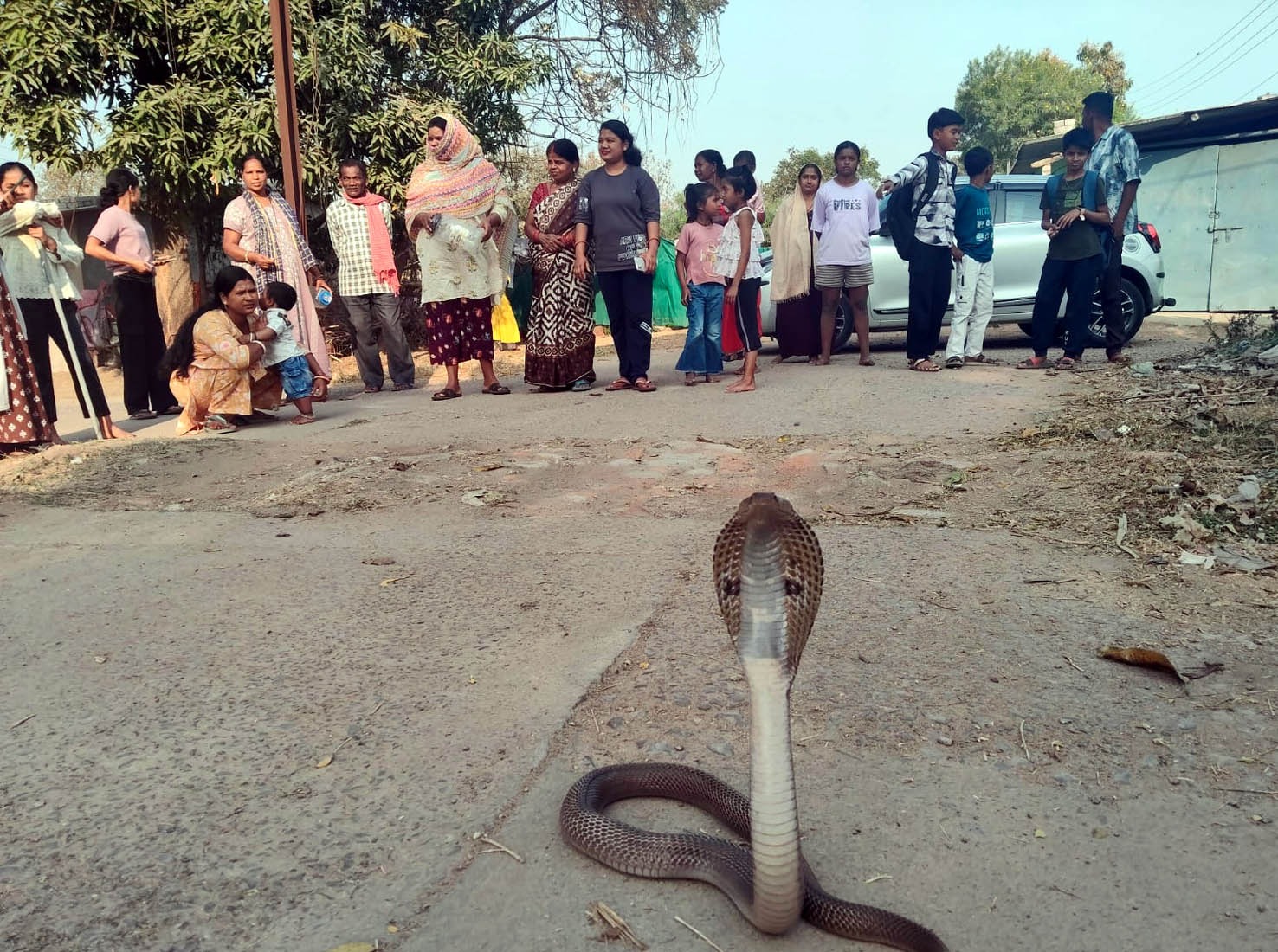 राजस्व कॉलोनी में निकला 5 फीट का नाग, किया गया रेस्क्यू