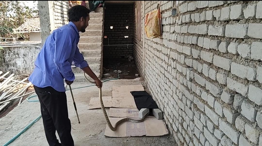 मुर्गी के बच्चों को बनाया अपना शिकार, जितेंद्र सारथी के टीम के किया रेस्क्यु।