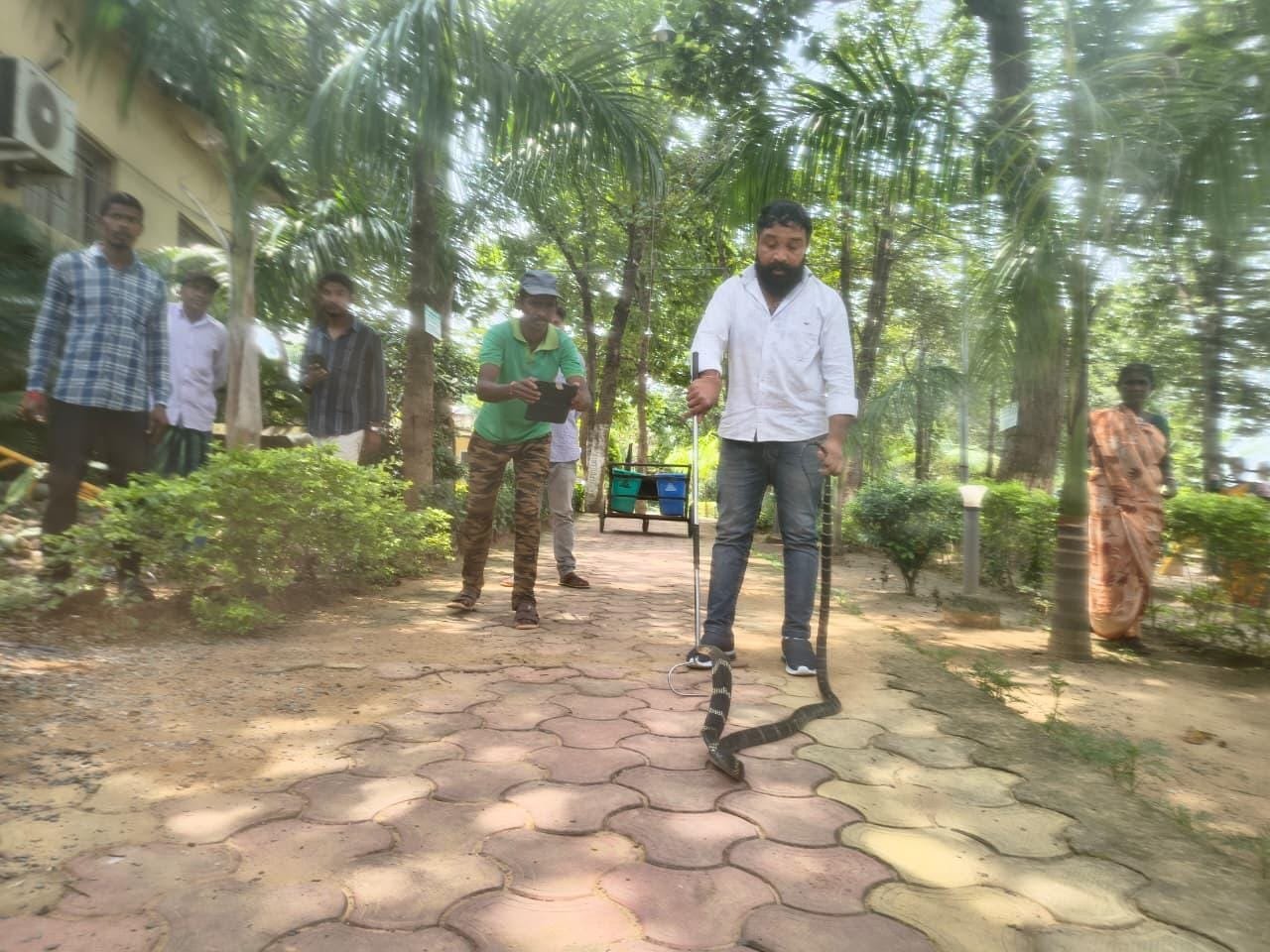 सतरेगा पर्यटन रिसॉर्ट के इलेक्ट्रिक सर्किट बोर्ड में किंग कोबरा, वन विभाग की रेस्क्यु टीम ने किया रेस्क्यु।