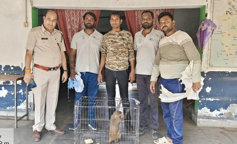 हरदीबाजार क्षेत्र में बंदर का उत्पात, वन विभाग और नोवा नेचर की टीम ने किया सुरक्षित रेस्क्यू।